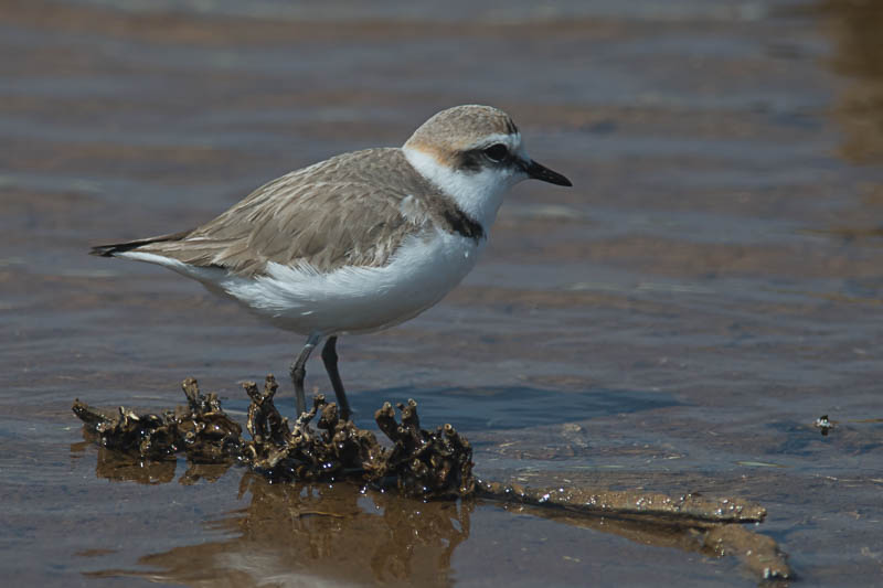 Strandplevier